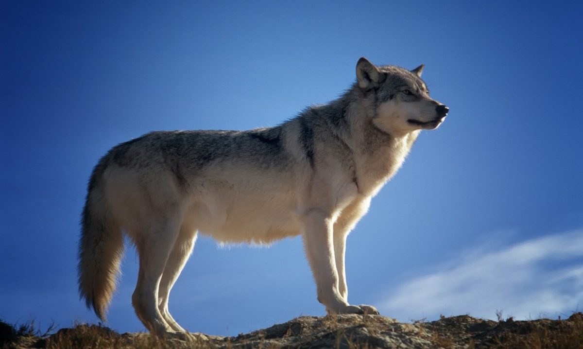 Redevenir l'animal que nous sommes